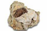 Dinosaur Bone With Fossil Gar Scale in Sandstone - Wyoming #265607-1